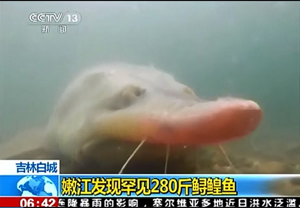 鲟鳇鱼重现嫩江(组图)